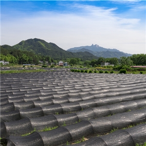 恨水茶業公司有機茶苗基地